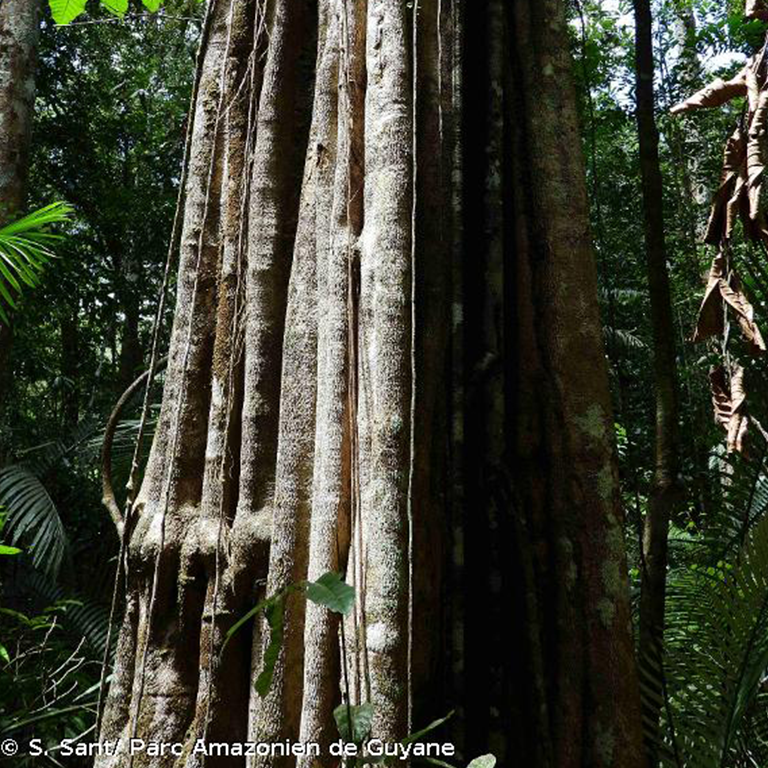 Aspidosperma carapanauba