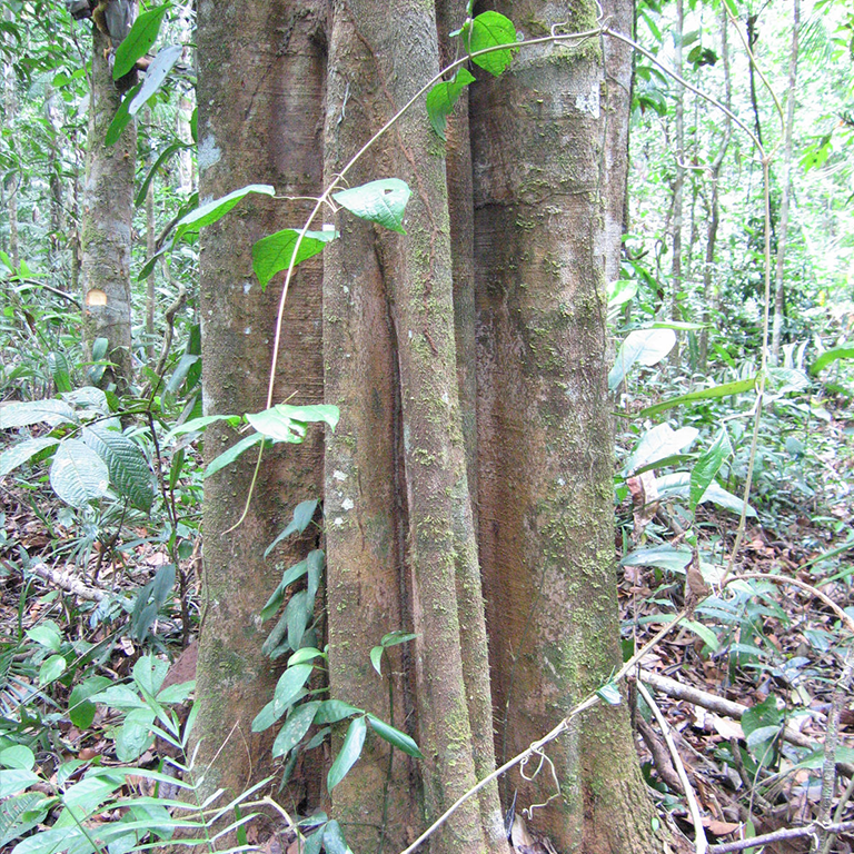 Aspidosperma oblongum