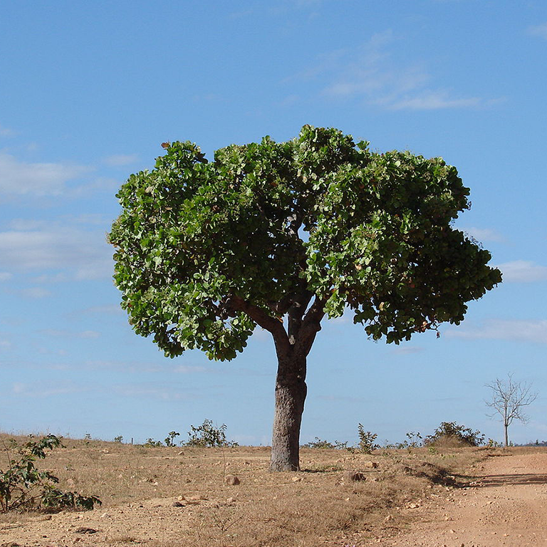 Curatella americana