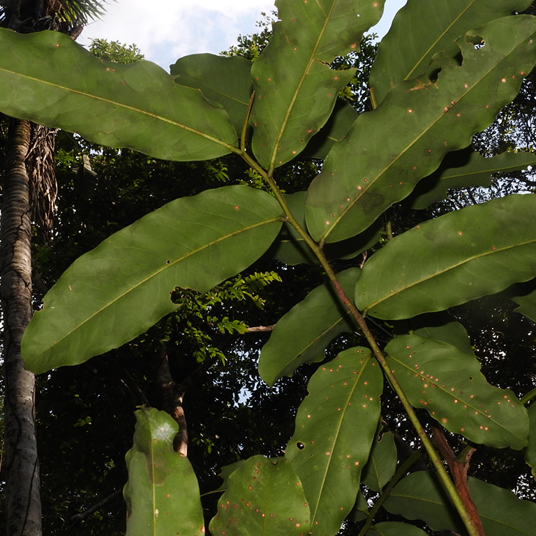 Dipteryx punctata