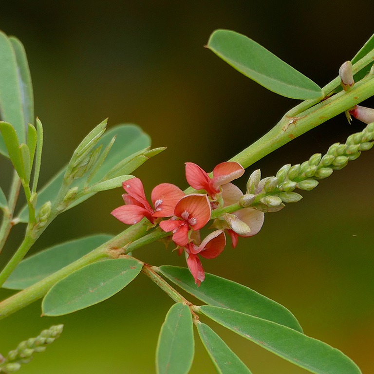 Indigofera suffruticosa