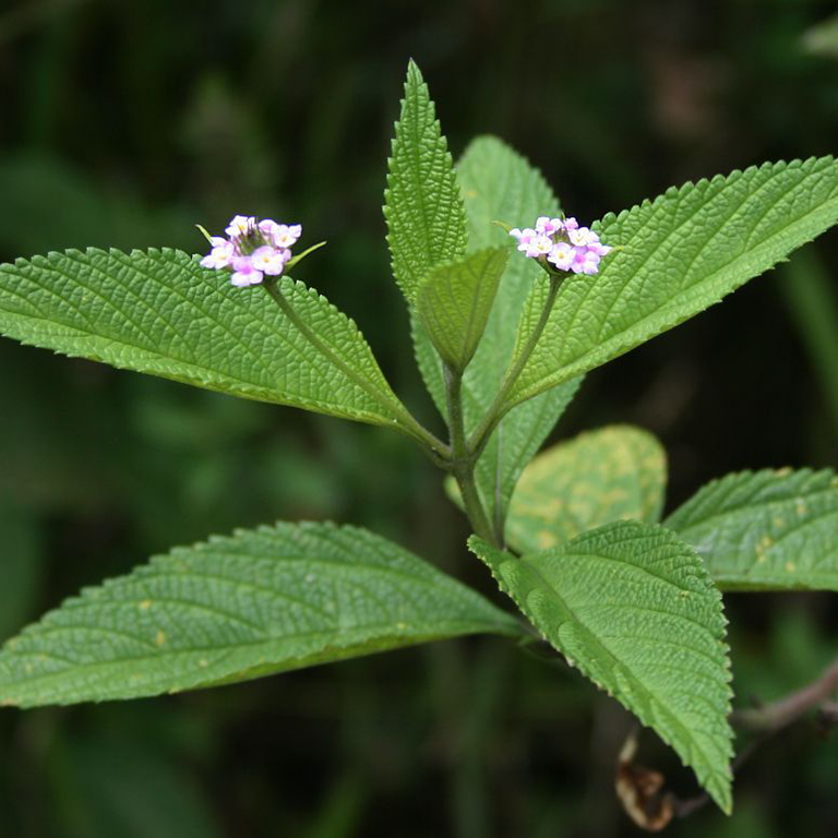 Lantana trifolia