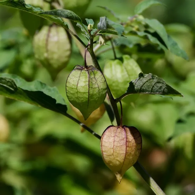 Physalis angulata