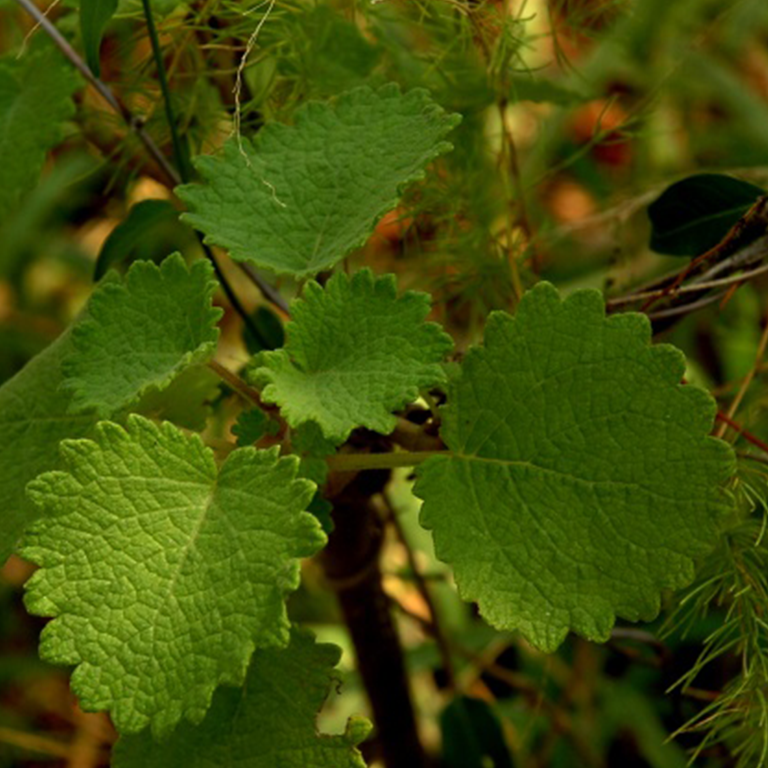 Tetradenia riparia